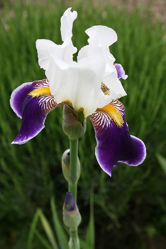 Iris germanica Lila White